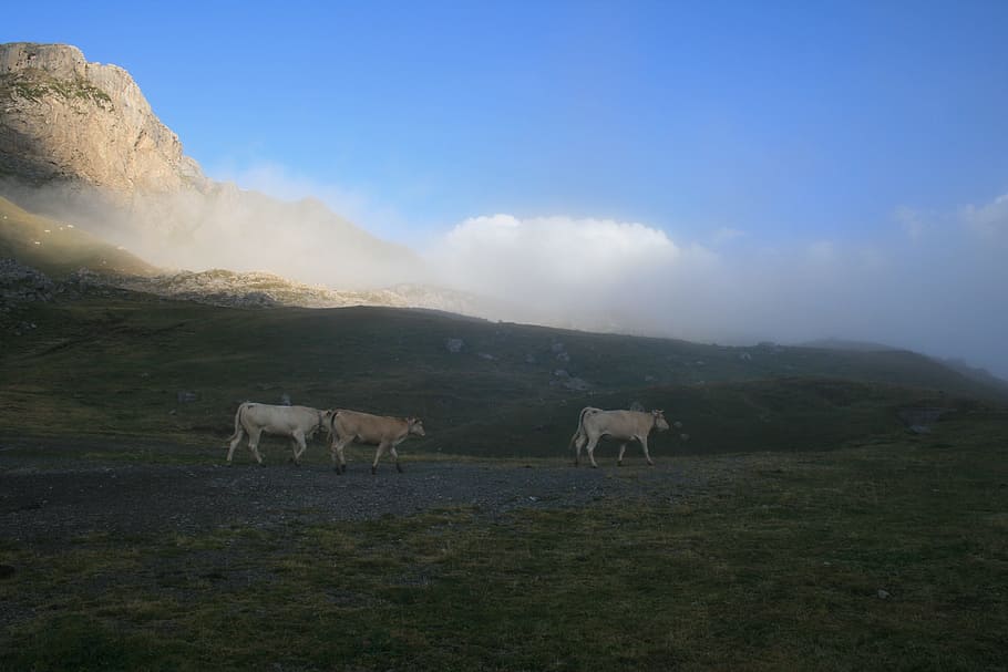 cows, mountain, nature, cattle, pasture, france, pyrénées HD wallpaper