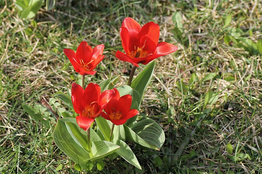 spring meadow, tulips, red, bloom, springtime flowers, spring awakening HD wallpaper