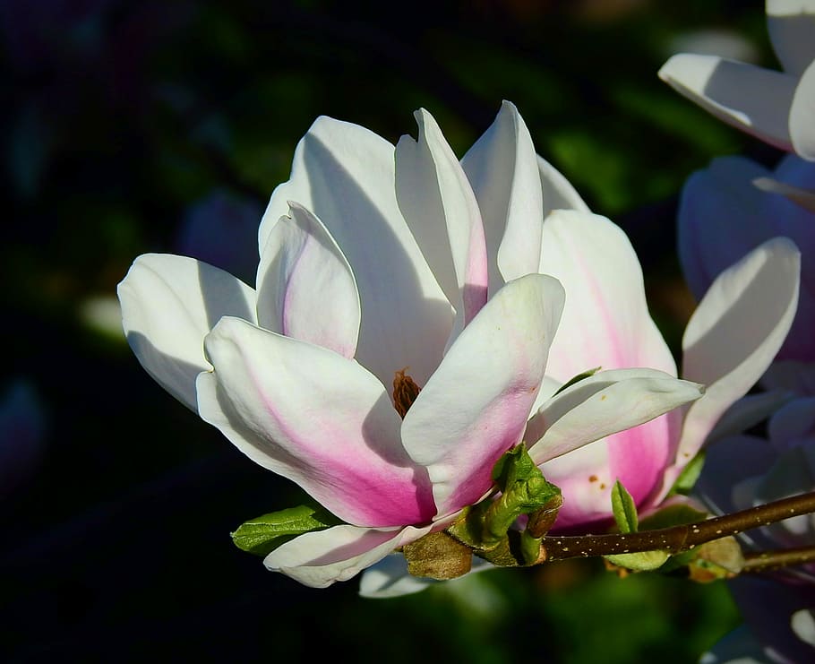 flower, plant, beautiful, flowering plant, petal, fragility HD wallpaper