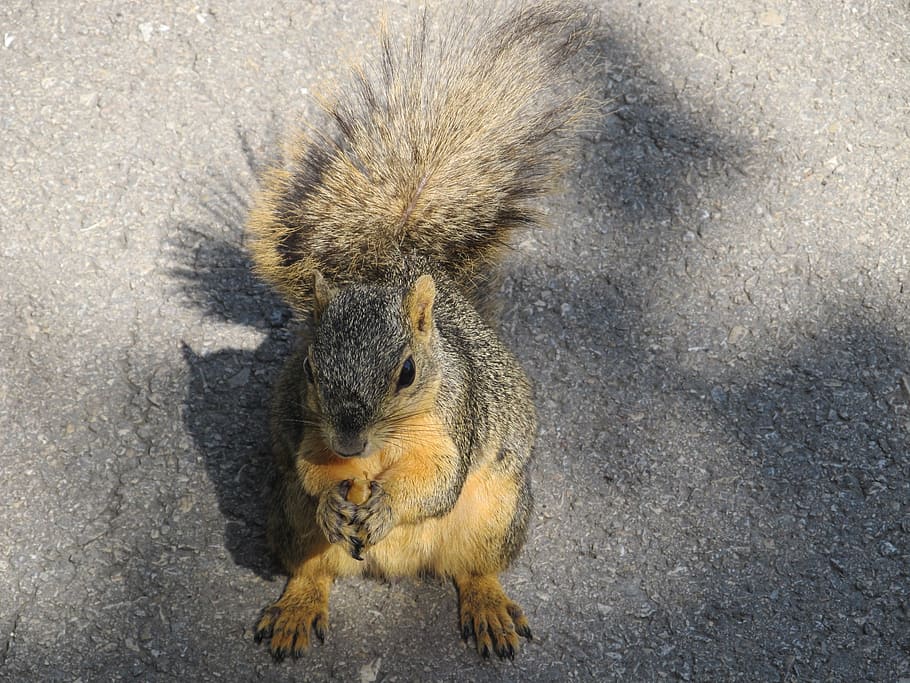 squirrel, common squirrel, eating, nut, asphalt, ground, begging HD wallpaper