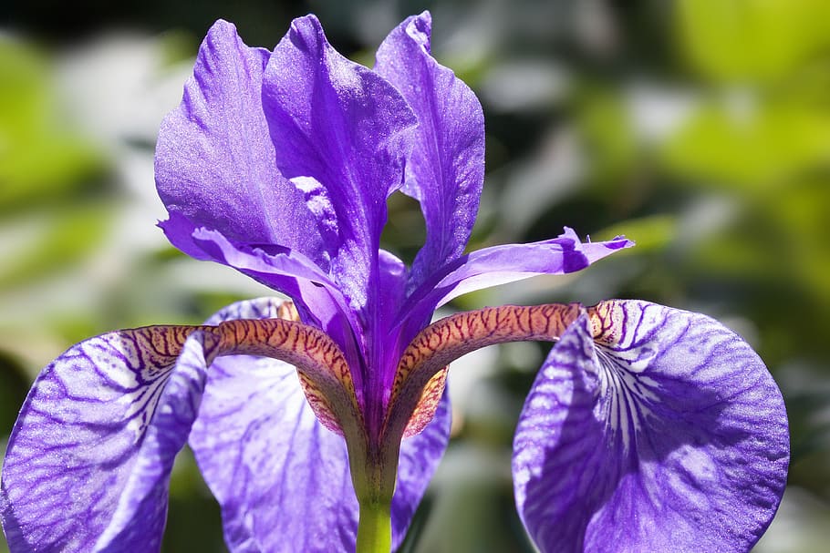 iris, iris pseudacorus, purple iris, plant, iridaceae, flower HD wallpaper