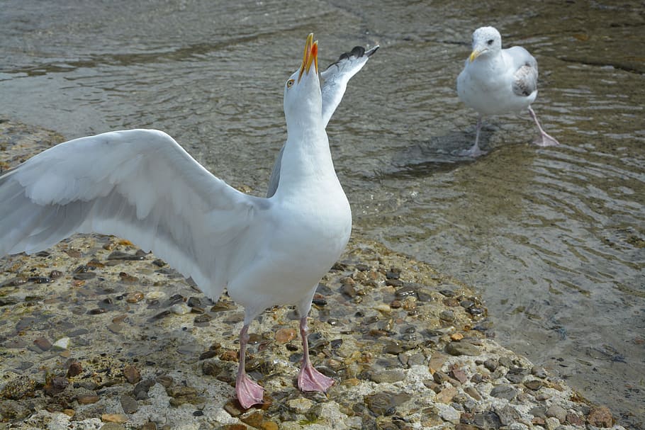 gull, deploying wings, white, sea, birds of the seas, port HD wallpaper