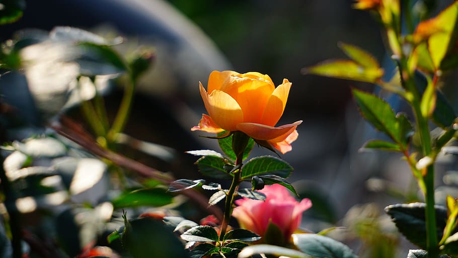 roses, flower, nice, flowering plant, beauty in nature, petal HD wallpaper