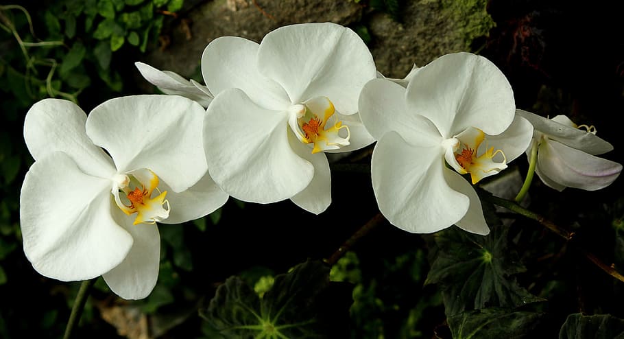 photo of white orchids, blossoms, bunch, strings, flowering HD wallpaper