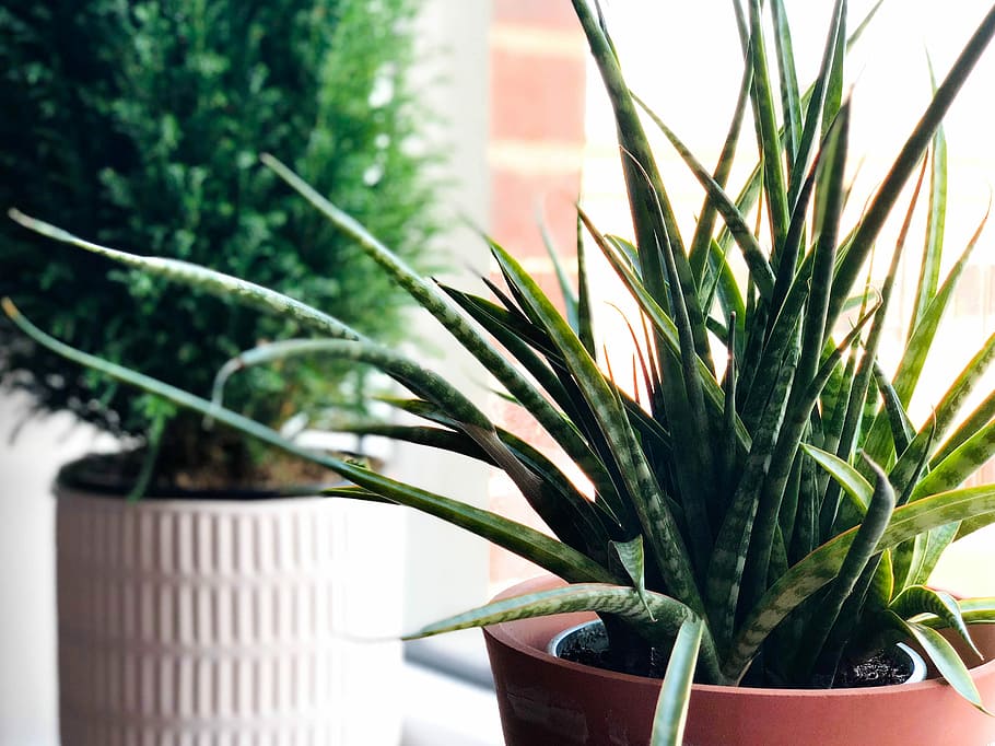green plants on brown pot, shallow focus photography of snake plant HD wallpaper
