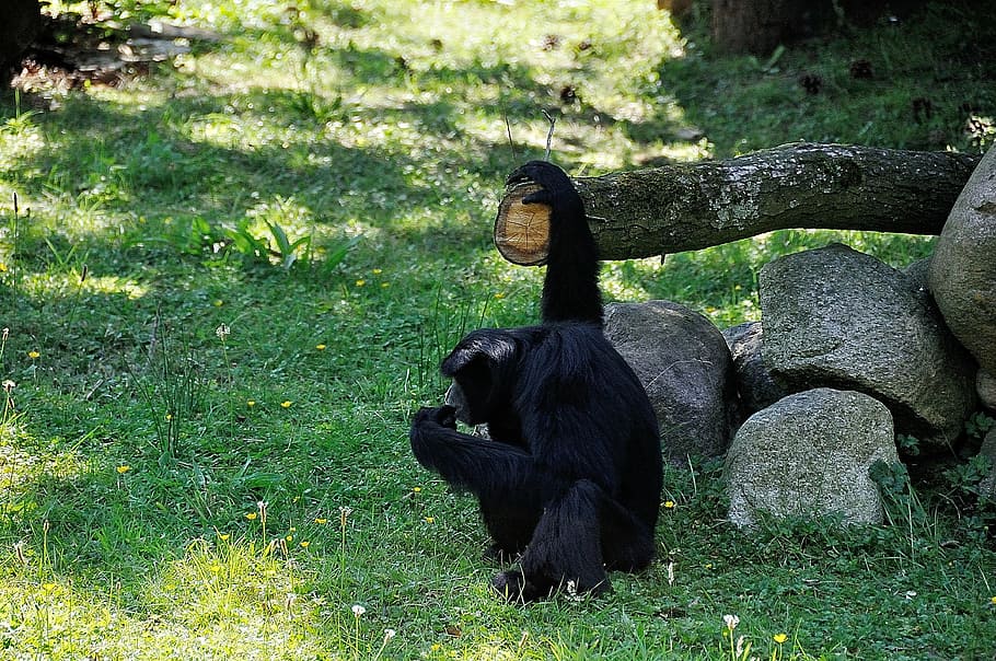 monkey, äffchen, wild, delouse, animal, nature, zoo, animal world HD wallpaper