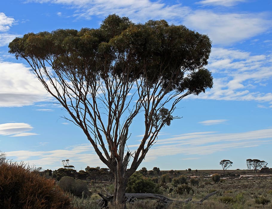 Tree, Outback, Australia, Mood, Evening, landscape, cloud - sky HD wallpaper