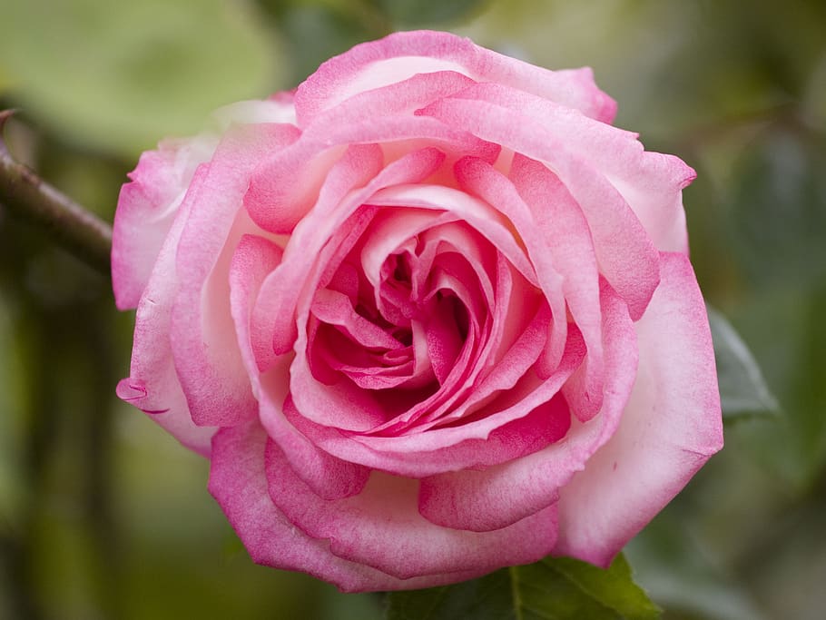 rose, pink, flower, flowering plant, beauty in nature, petal HD wallpaper
