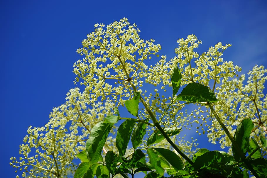elderflower, white, flowers, black elderberry, branch, inflorescences, HD wallpaper