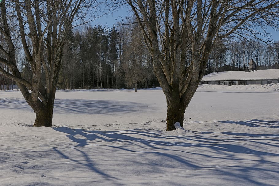 winter, tree, snow, cold, landscape, cold temperature, plant HD wallpaper