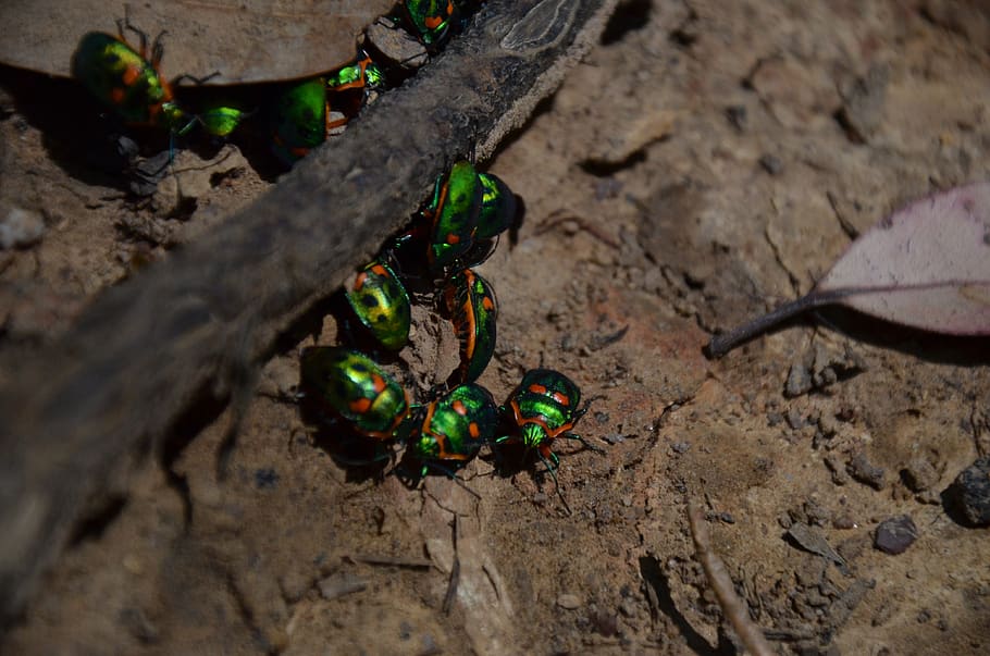 beatles, ground, bugs, nature, high angle view, no people, plant part HD wallpaper
