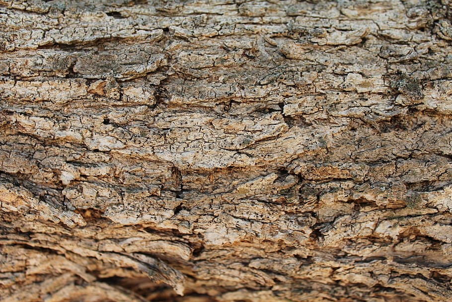 brown wooden surface, Bark, Texture, Nature, Decoration, backgrounds HD wallpaper