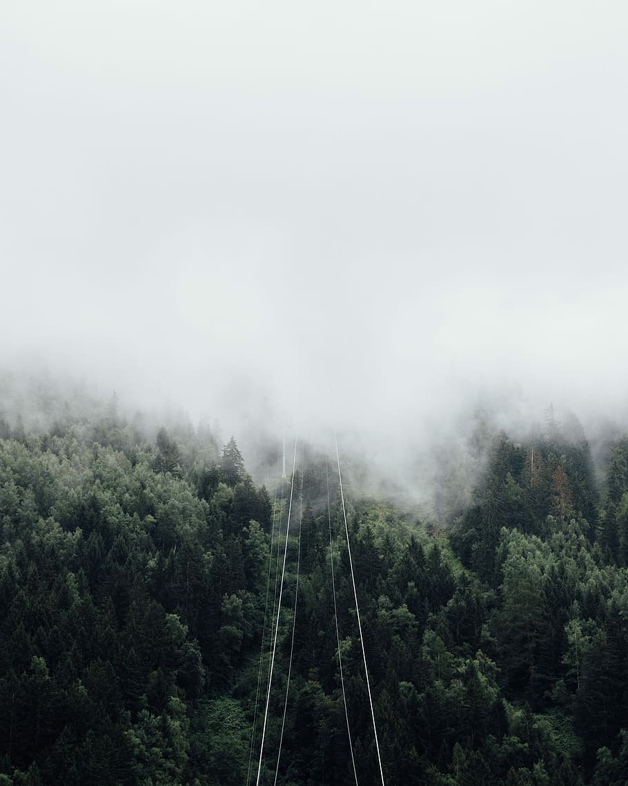 tall trees covered with fog during daytime, forest surrounded by fogs HD wallpaper