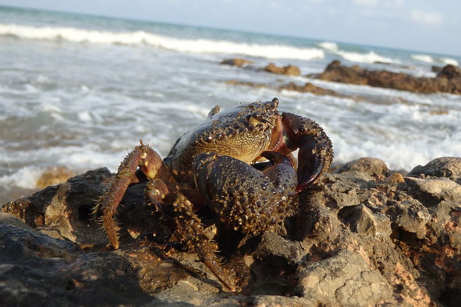 crab, sea, beach, water, land, animal, animal themes, animal wildlife HD wallpaper