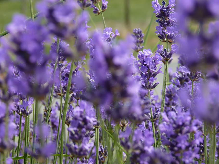 HD wallpaper: lavender, flowers, scents, summer, field, violet, nature ...