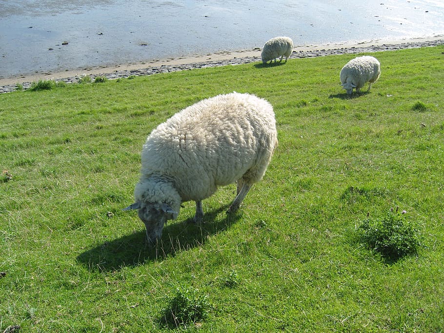 sheep, grass, meadow, pasture, rush, animal, sylt, sheep's wool HD wallpaper