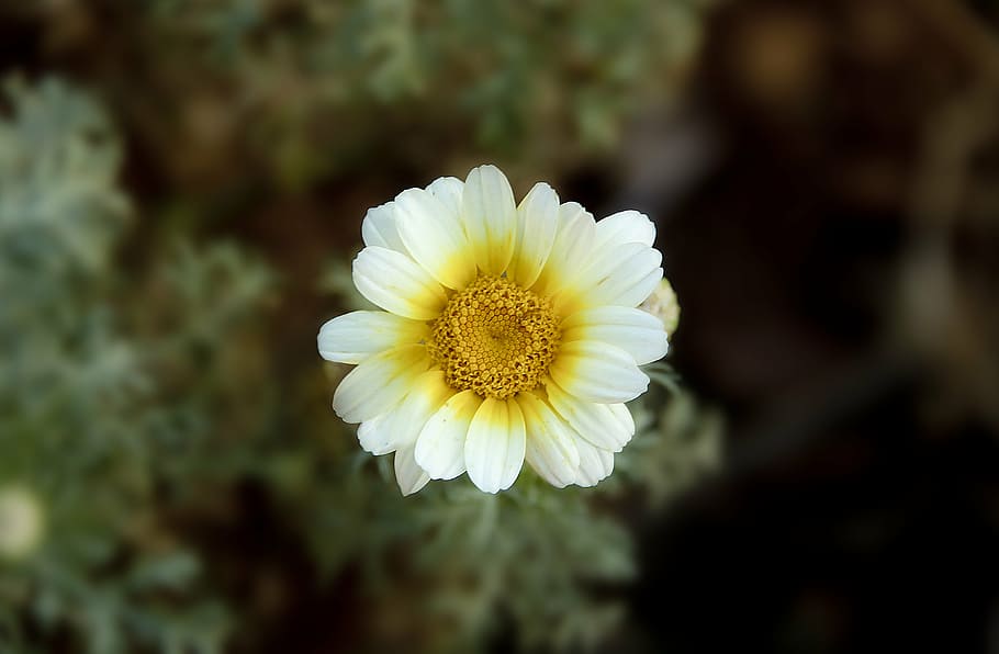 closeup photography of white and yellow flower, petaled, flowers HD wallpaper