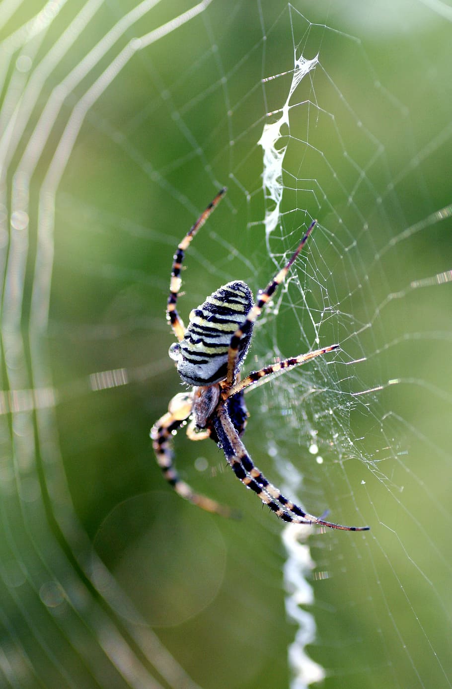 spider, insect, legs, nature, canvas, wire, spider web, animal themes HD wallpaper