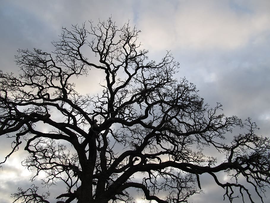 tree, branches, silhouette, outdoor, seasonal, winter, bare HD wallpaper