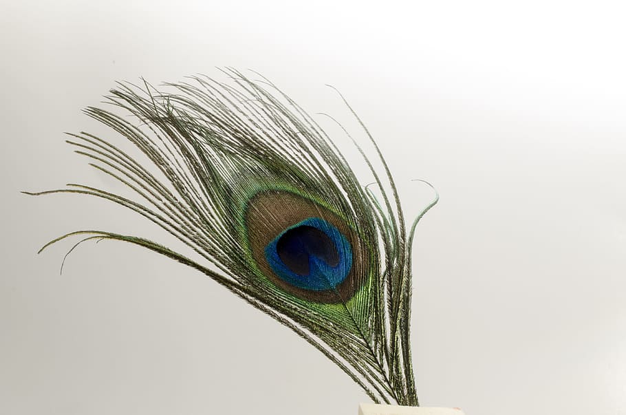 Feather, Bird, Peacock, Quill, green, bright, color, wildlife, HD wallpaper