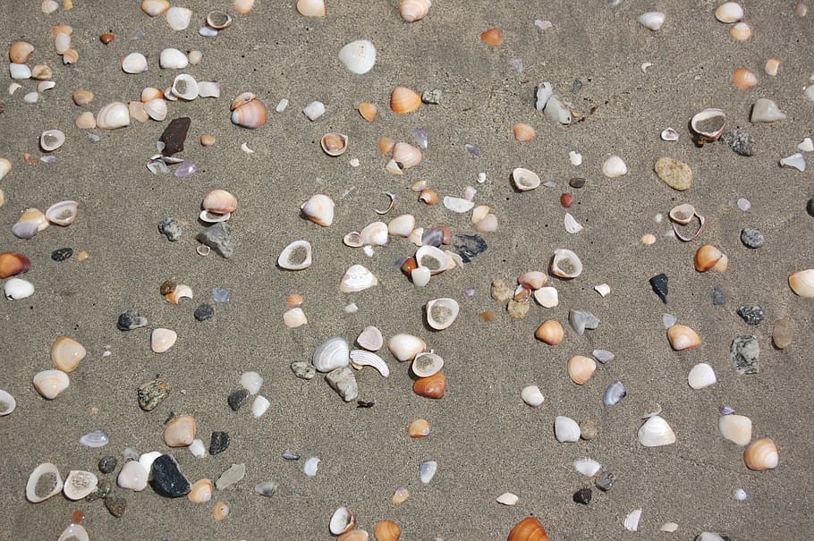 beach, shells, sand, seashells, high angle view, no people HD wallpaper
