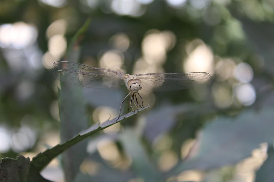 dragonfly, beetle, nature, macro, invertebrate, insect, animal HD wallpaper