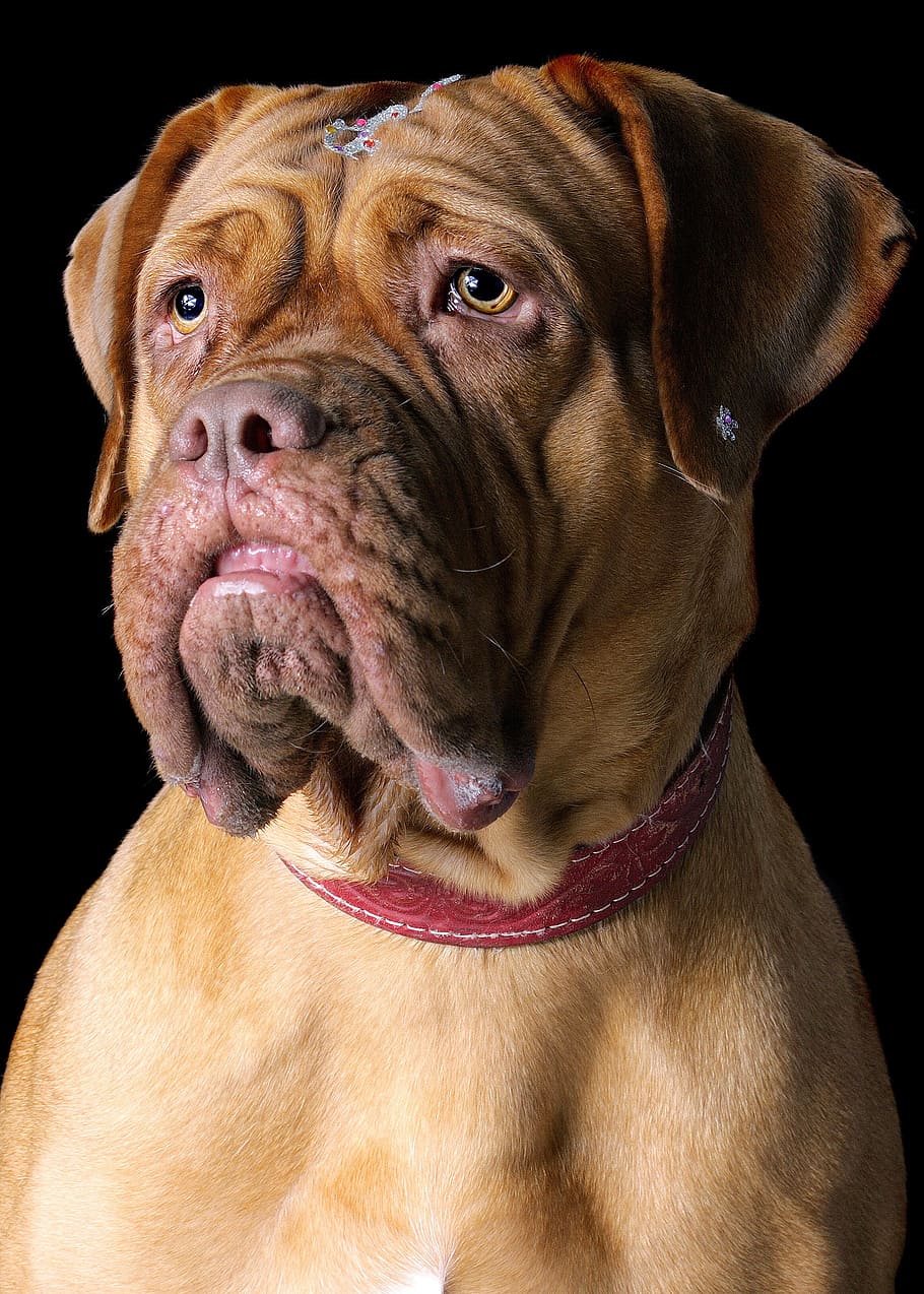 closeup photo of adult French mastiff, dog, pet, cute, one animal HD wallpaper