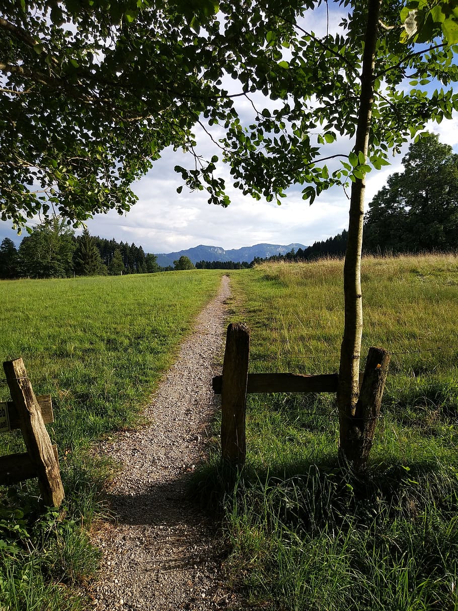 path, nature, exp, outdoor, plant, tree, field, grass, tranquil scene HD wallpaper