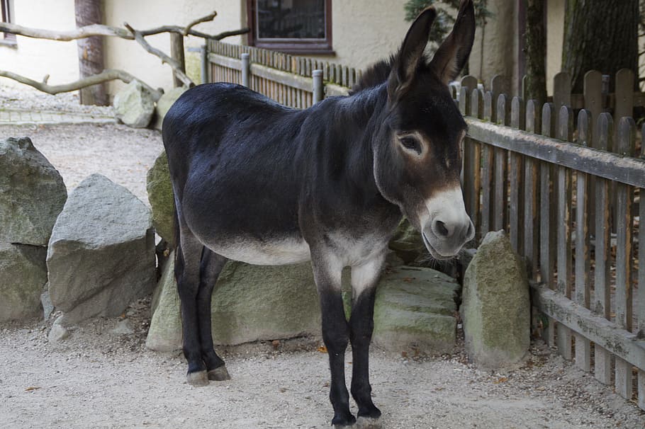 Donkey, Stubborn, Farm, Animal, Ungulate, petting zoo, enclosure, HD wallpaper