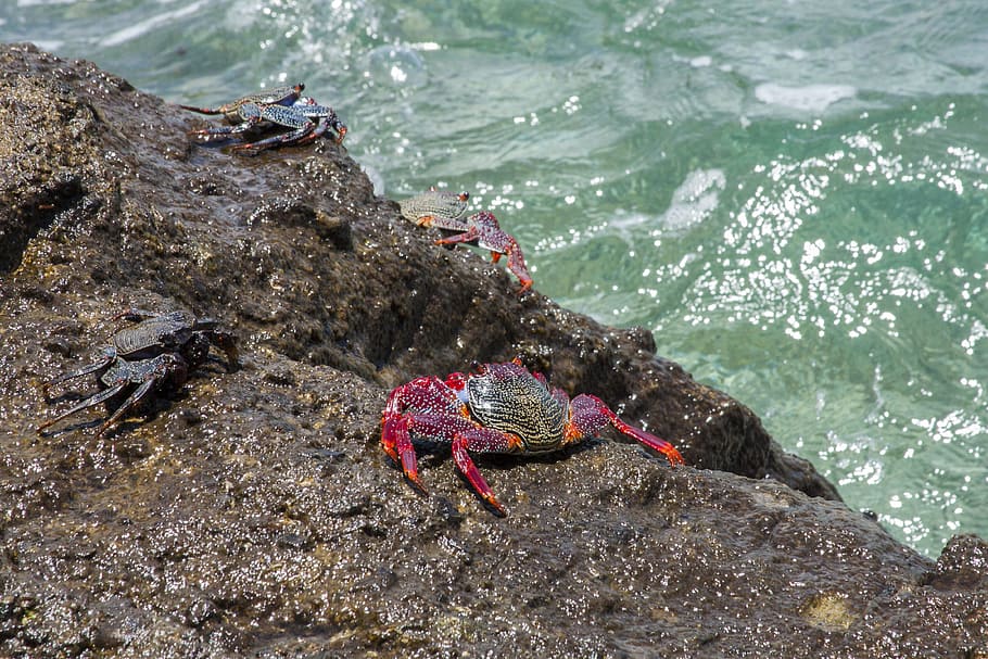 Crabs, Ocean, Beach, Water, one animal, sea, no people, animal themes HD wallpaper