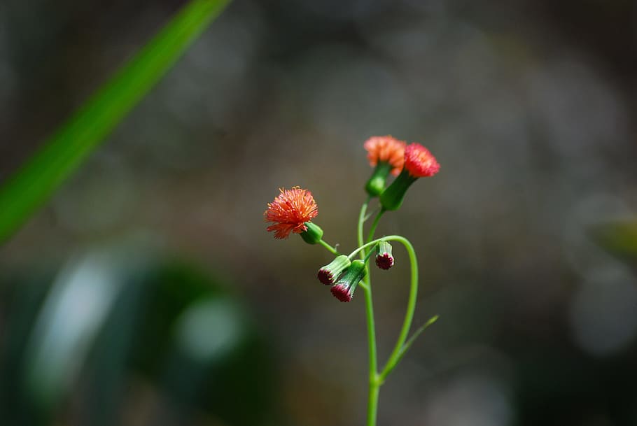 Flower, Nature, Calm, Tranquil, Zen, red, red flower, wild flower HD wallpaper