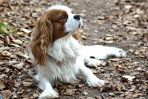 HD wallpaper: Cavalier King Charles spaniel eating on plate, dog ...