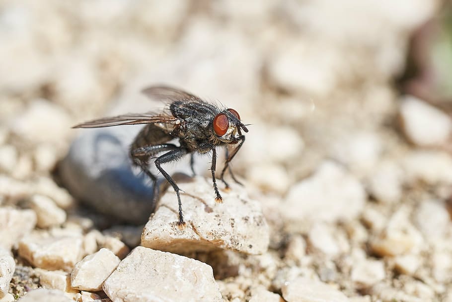 fly, insect, macro, wing, close, compound eyes, nature, macro photography HD wallpaper