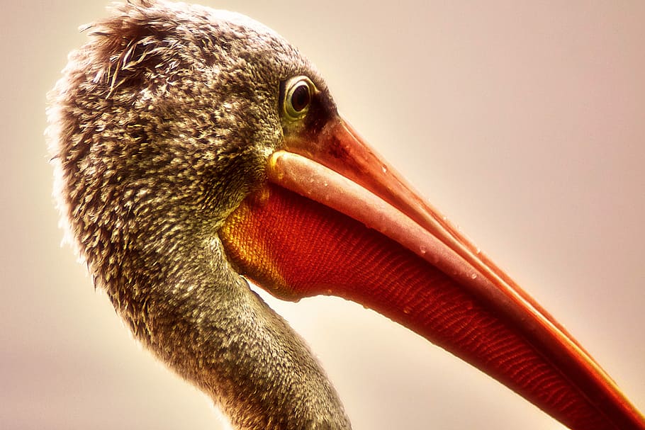 shallow focus photo of bird, gray pelican, beak, feathers, eye HD wallpaper