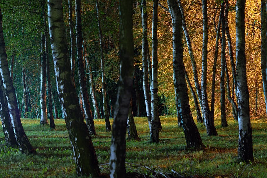 black tree lot, night, forest, park, light, grass, ditch, shadows HD wallpaper