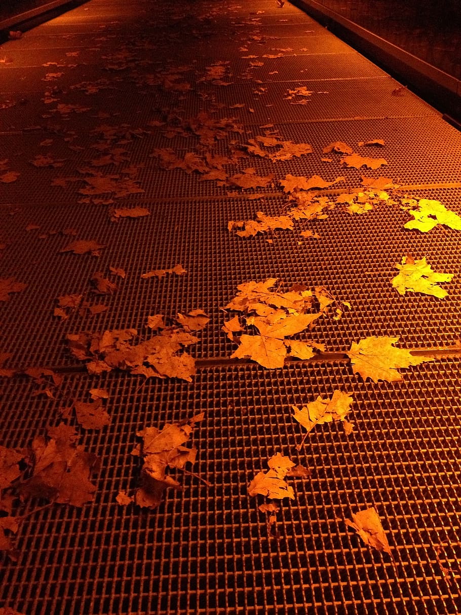 web, away, leaves, leaf, autumn, plant, tree, yellow sheet HD wallpaper