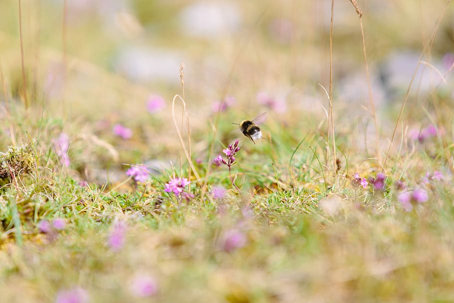 macro shot photography of black bee, shallow focus photography of bumblebee hovering on purple petal flower HD wallpaper