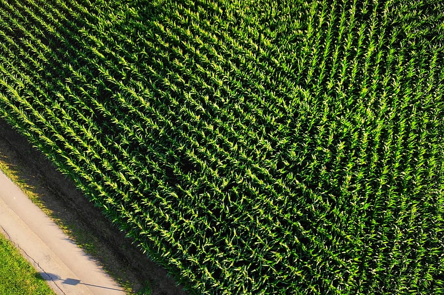 aerial view, cornfield, arable, monoculture, agriculture, corn plants, HD wallpaper