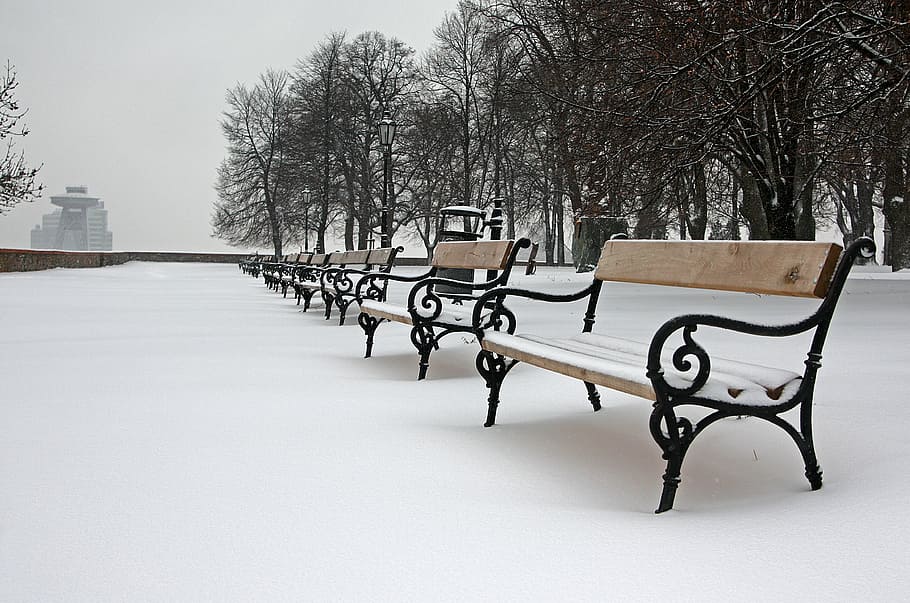 lavicky, winter, snow, bratislava, cold temperature, seat, tree