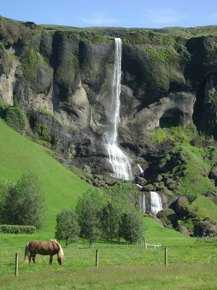 cascade, horse, iceland, beauty in nature, animal themes, plant HD wallpaper