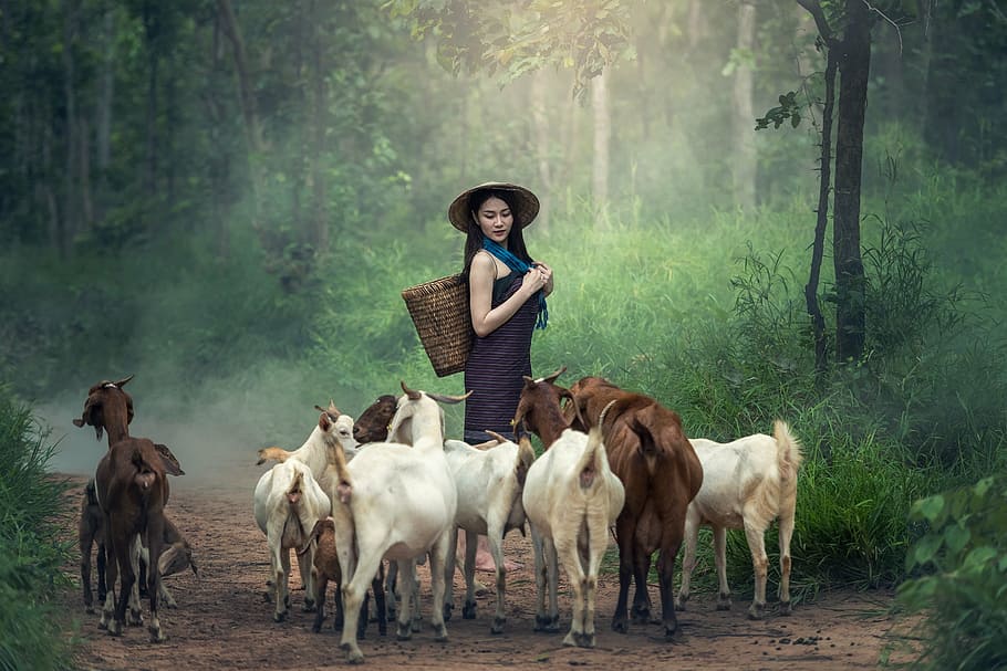 woman wearing blue dress carrying woven basket near herd of goats, HD wallpaper