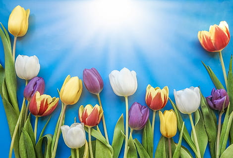 white, purple, red, and brown flowers illustration with blue background HD wallpaper