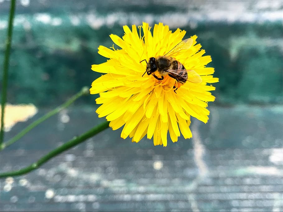 flowers, dandelion, bee, invertebrate, yellow, flowering plant HD wallpaper