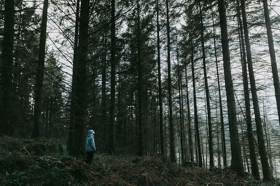 person standing on forest during daytime, person standing in the middle of forest HD wallpaper