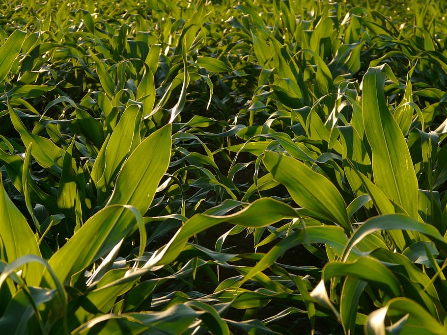 Cornfield, Leaves, Corn, Field, corn leaves, cultivation, green HD wallpaper