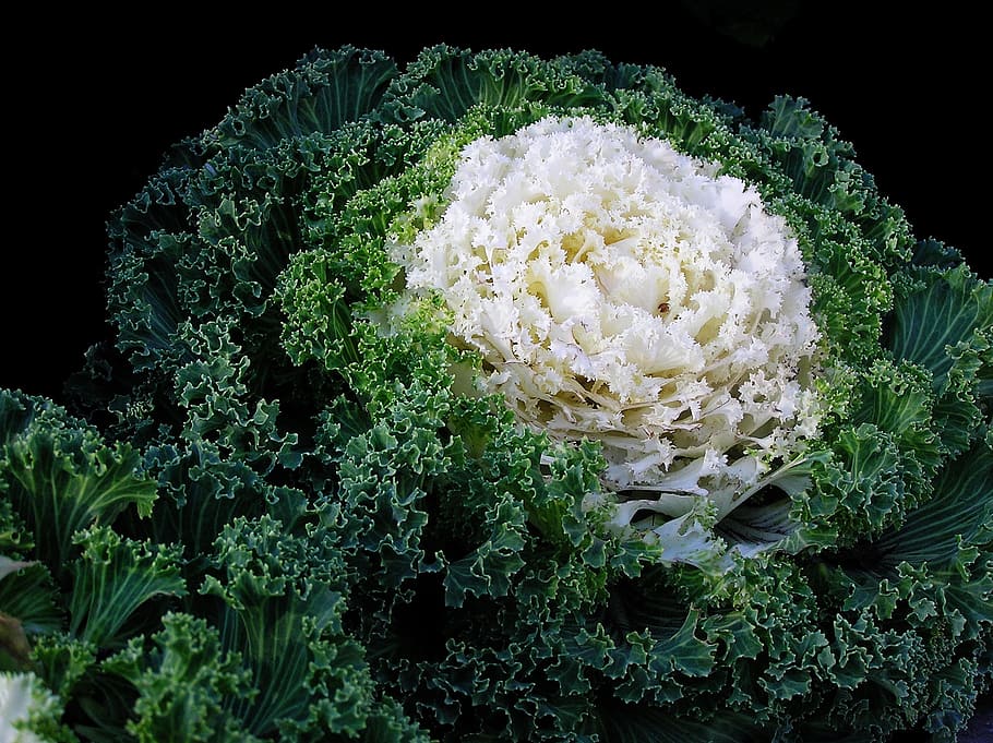 food, cabbage, vegetable, green, organic, leaf, cultivation HD wallpaper