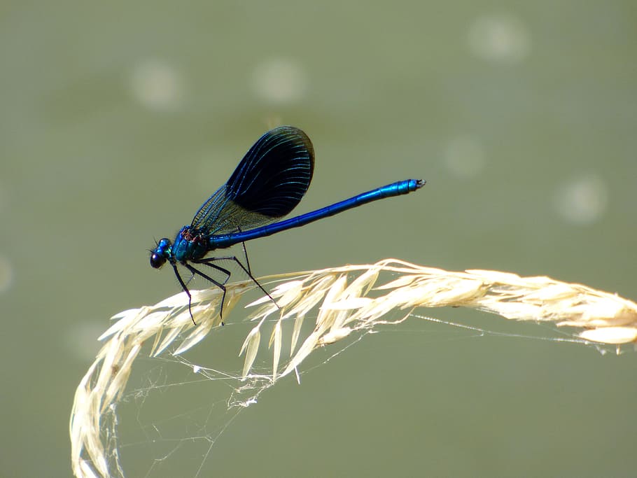 Demoiselle, Dragonfly, Nature, blue, insect, green, sun, grass, HD wallpaper