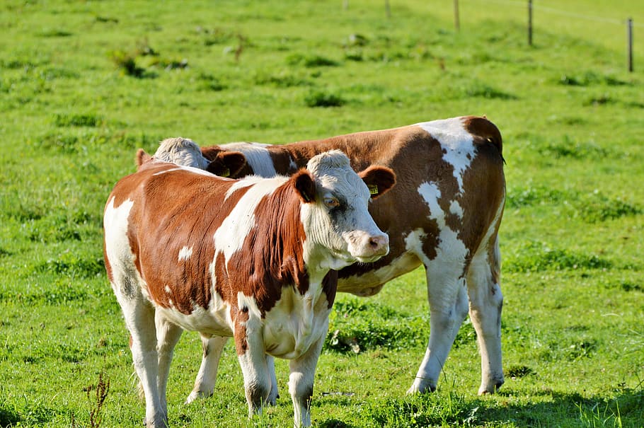cow, beef, ruminant, cattle, livestock, paarhufer, pasture HD wallpaper