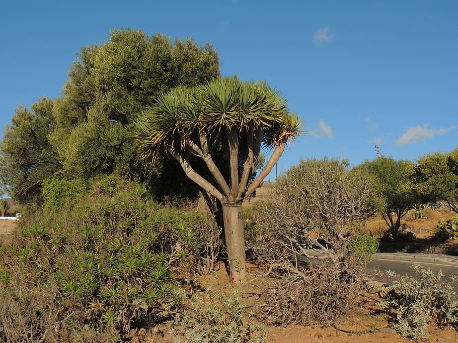 tree, drago, nature, the, palmas, of, great, canary islands HD wallpaper