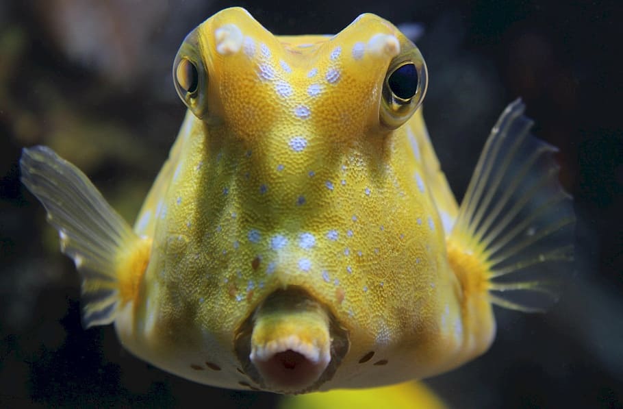 closeup photography of yellow fish, longhorn cowfish, reef fish, HD wallpaper